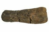 Fossil Dinosaur Bone Section - Judith River Formation #326423-1